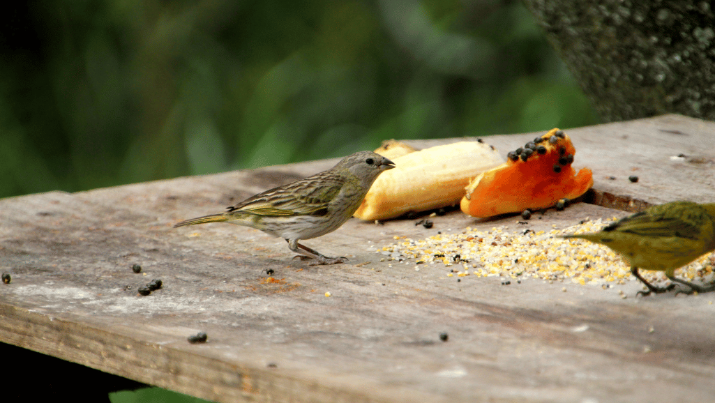 Age based canary food guide