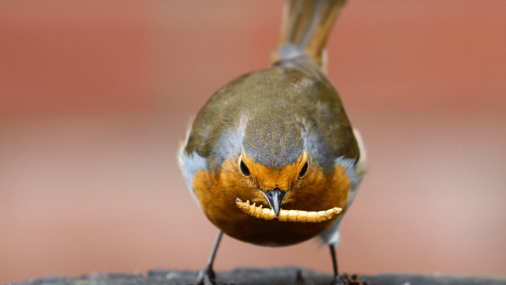 Best Bird Play Stands