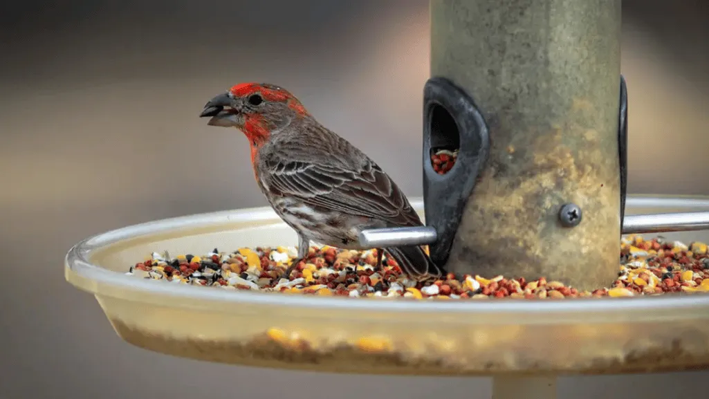 Bird Food for Finches