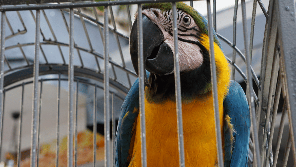 Bird Play Stands & Avian Cages