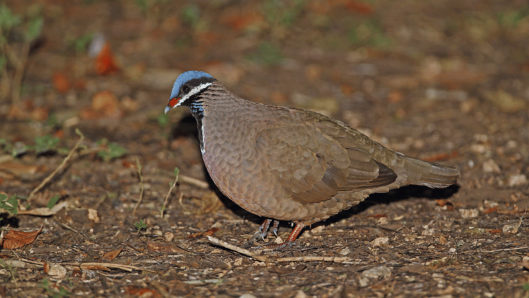 Blue-headed Quail-Dove