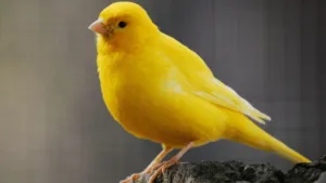 Canary Obesity Prevention