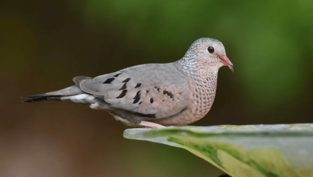 Common Ground Dove breeding