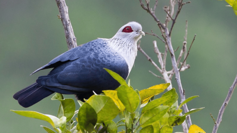 Comoro Blue Pigeon