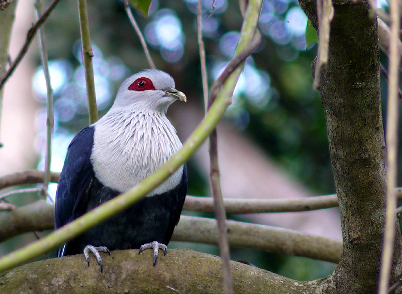 Comoro Blue Pigeon in its natural habitat