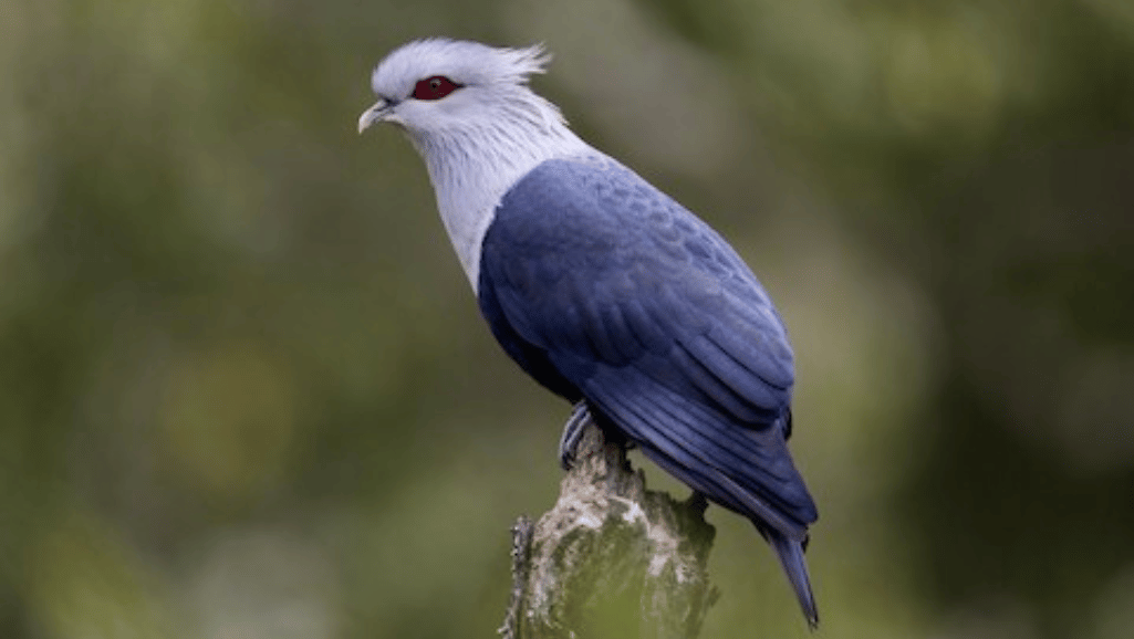 Comoro Blue Pigeon in its natural habitat