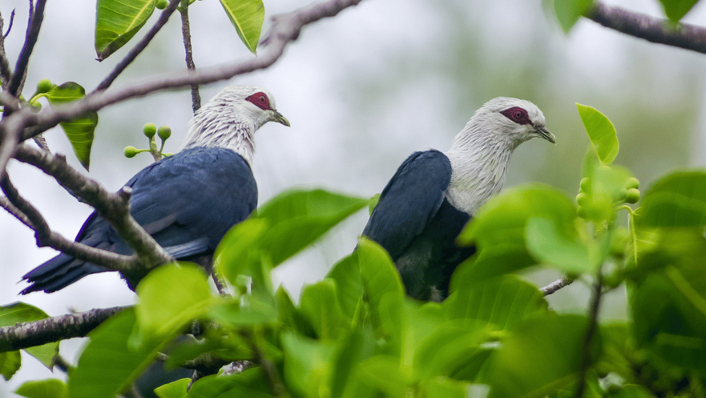 Comoros Ecosystem