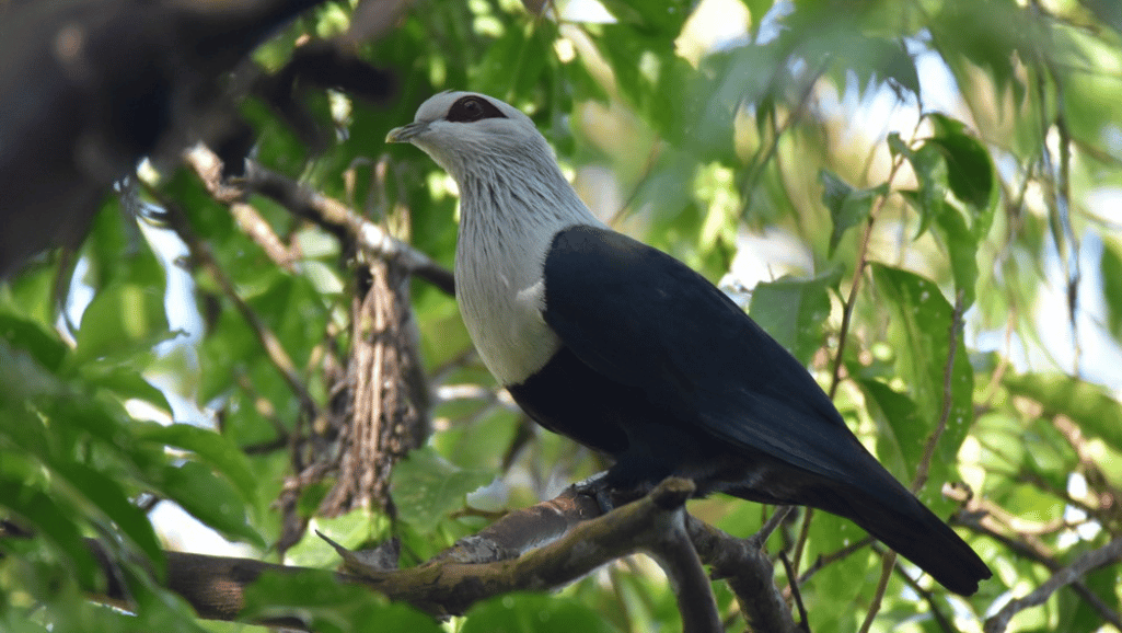 Conservation Concerns for the Blue Pigeon