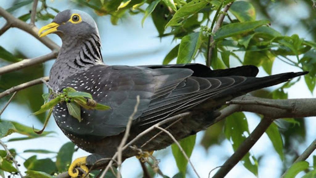 Distinctive Plumage of the Olive-backed Pigeon