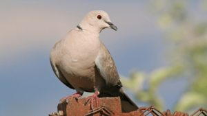 Dove