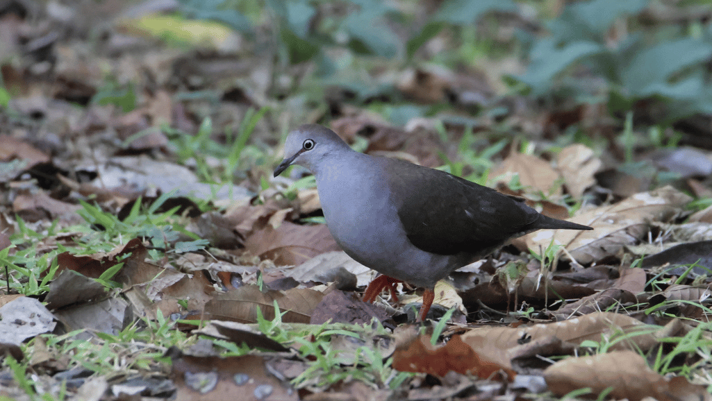 Grey-headed Dove feeding behavior