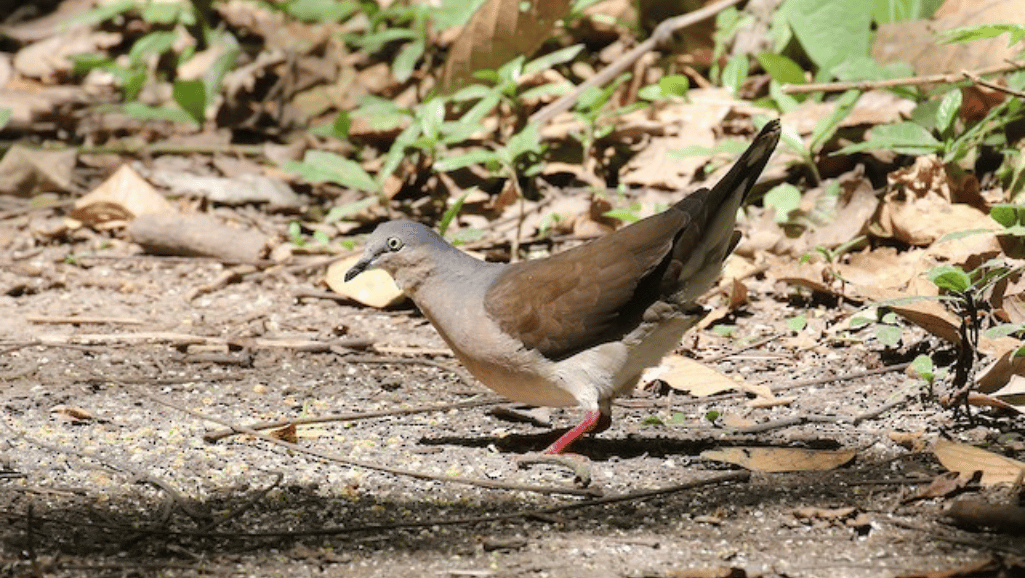 Grey-headed Dove in natural habitat