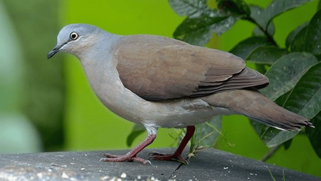 Grey-headed Dove in its natural habitat