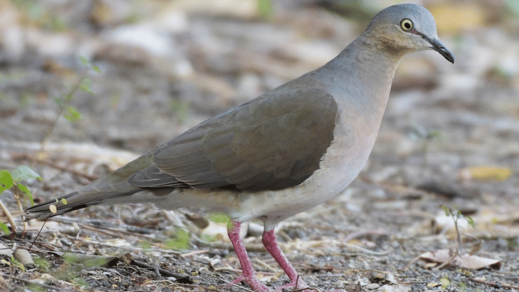 Grey-headed Dove in Urban Landscape