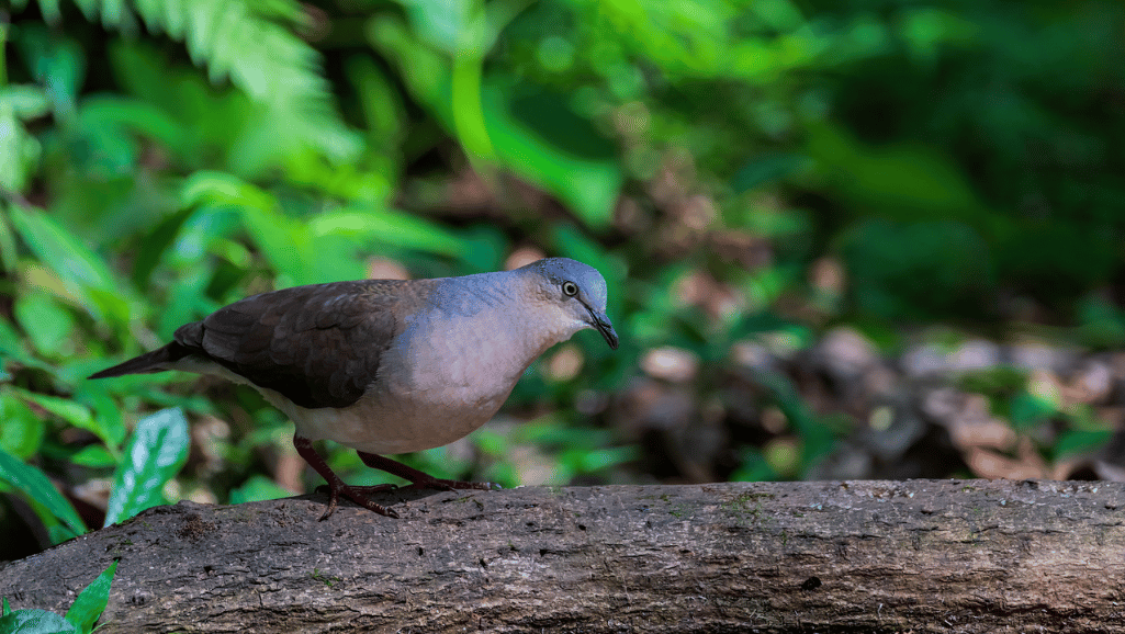 Grey-headed Dove