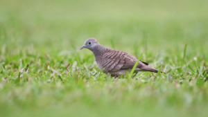 Ground Dove