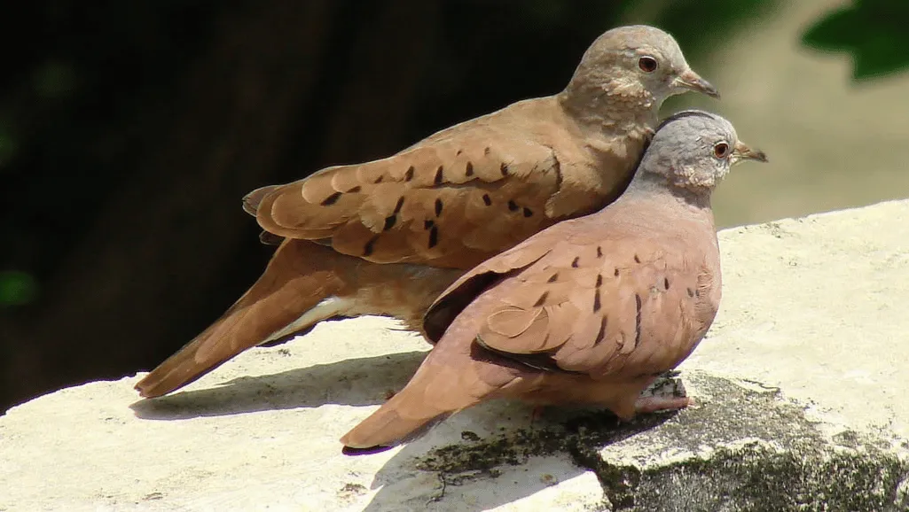 Ground dove behavior during foraging