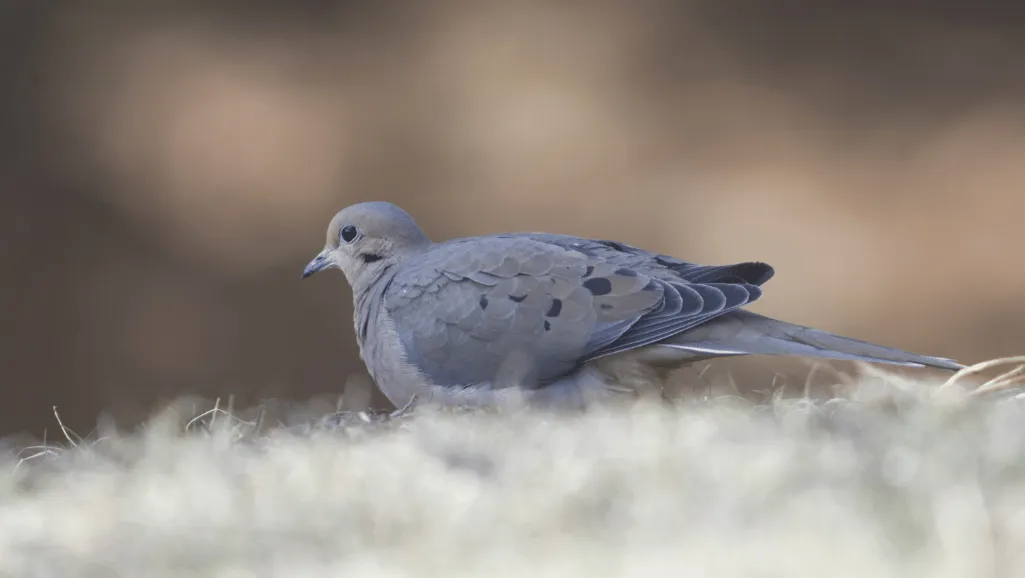 Ground dove conservation efforts