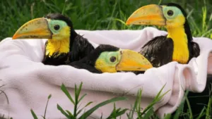 Hand-Feeding Baby Toucans