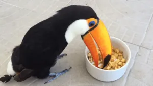 Homemade Toucan Diets