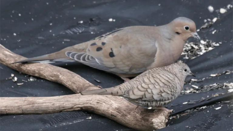 Inca Dove