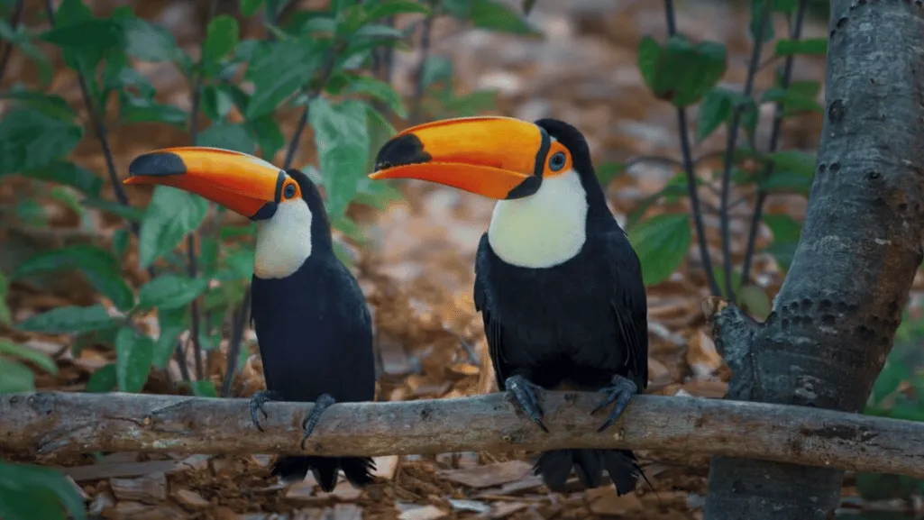 Indoor Housing for Toucans