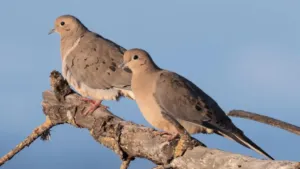 Mourning Dove
