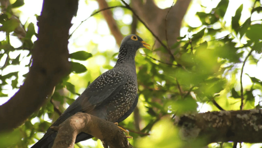 Nesting Olive-backed Pigeon