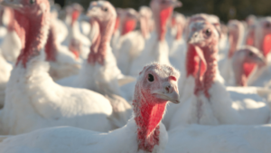 Nutrient Deficiencies in Turkeys