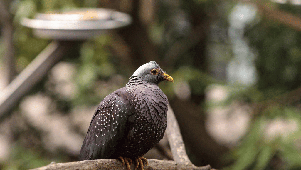 Olive-backed Pigeon Naming Context