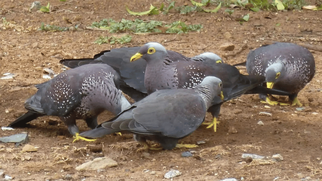 Olive-backed Pigeon in its natural habitat