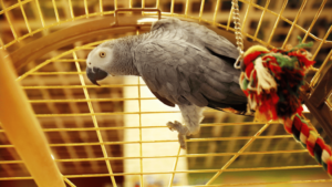 Parrot Cages