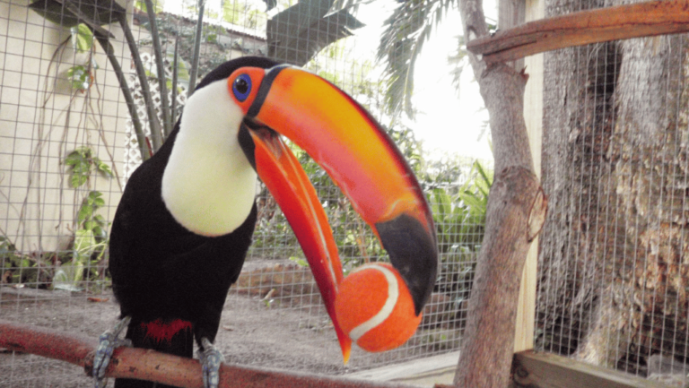 Safe Toys for Toucans