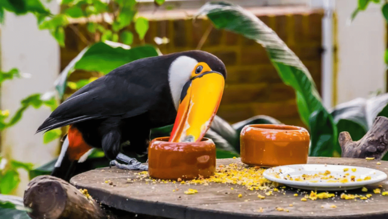 Toucan Food Brands