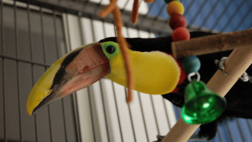 Toucan Toy DIY