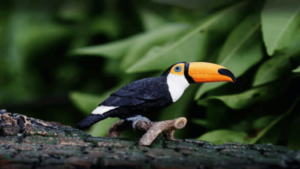 Toucan Vitamin Supplements