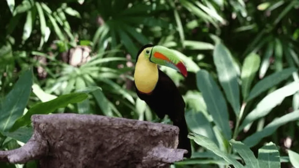 Toucan enclosure
