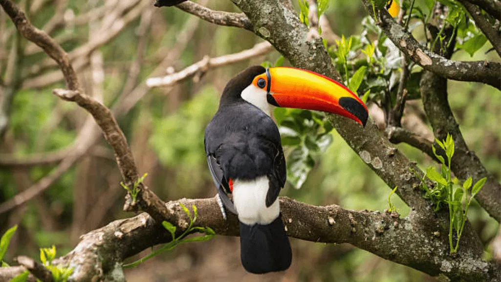 Toucan socialization and training