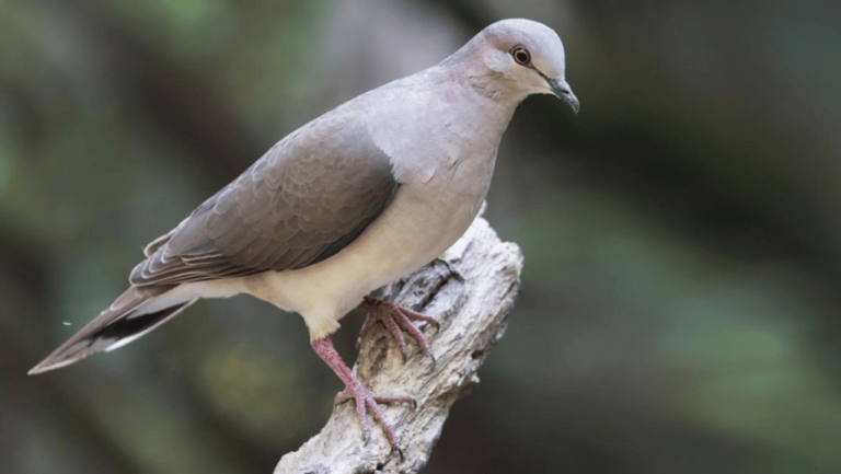 White-tipped Dove