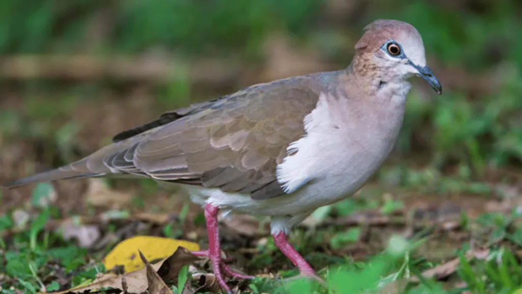 White-tipped Dove bird photography