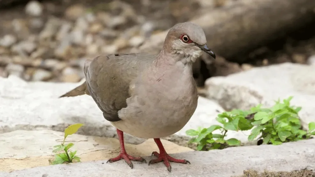 White-tipped Dove conservation