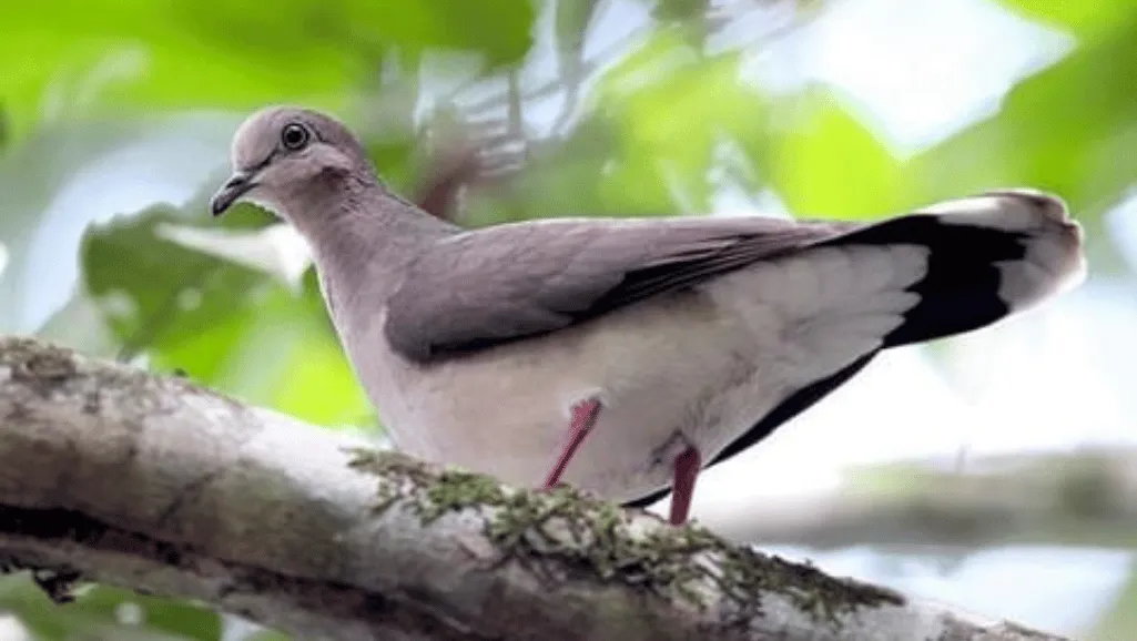 White-tipped Dove nesting behavior