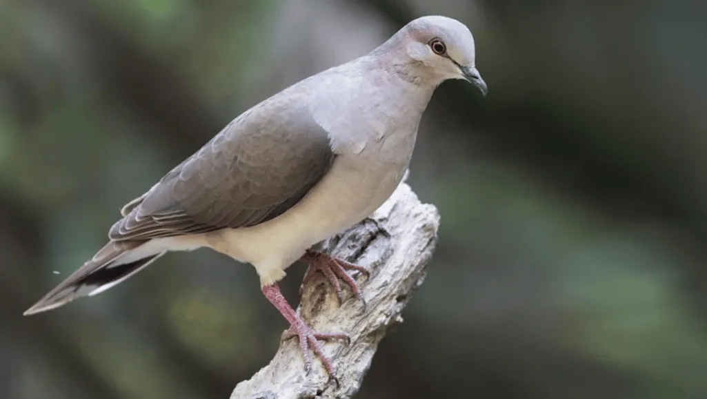 White-tipped Dove