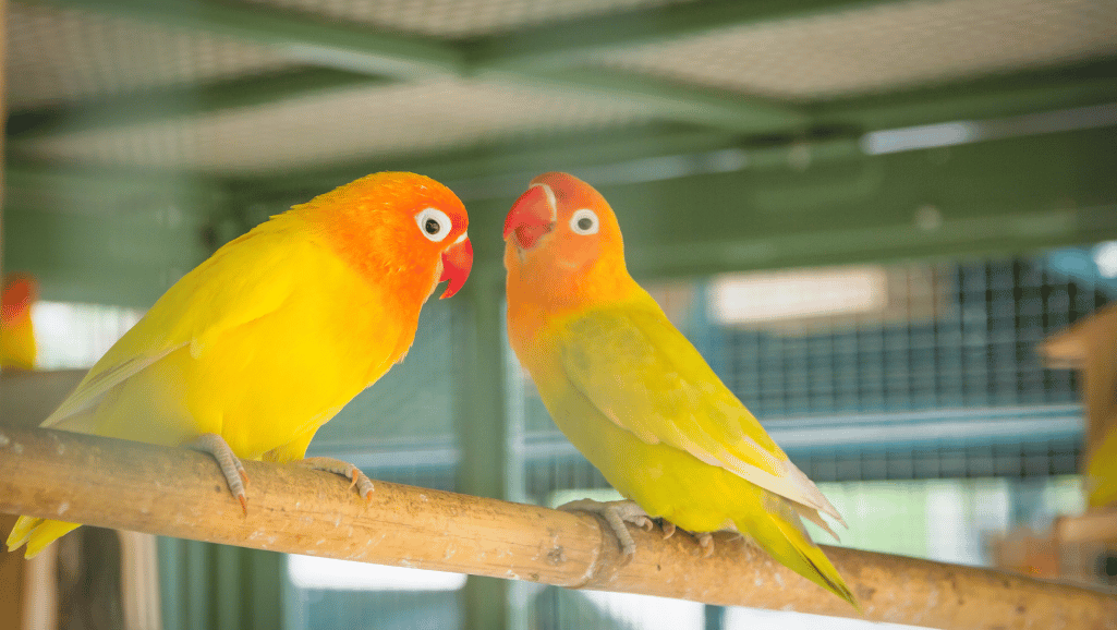 bird playground accessories