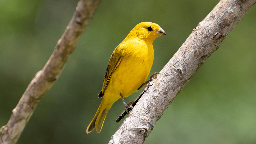 canary-obesity-prevention