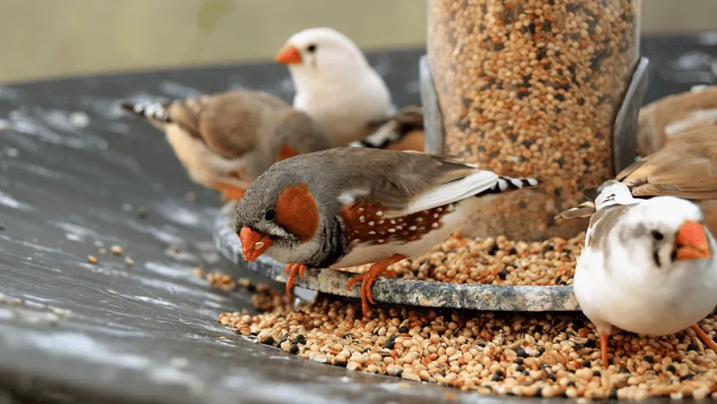 finch bird food finch bird food