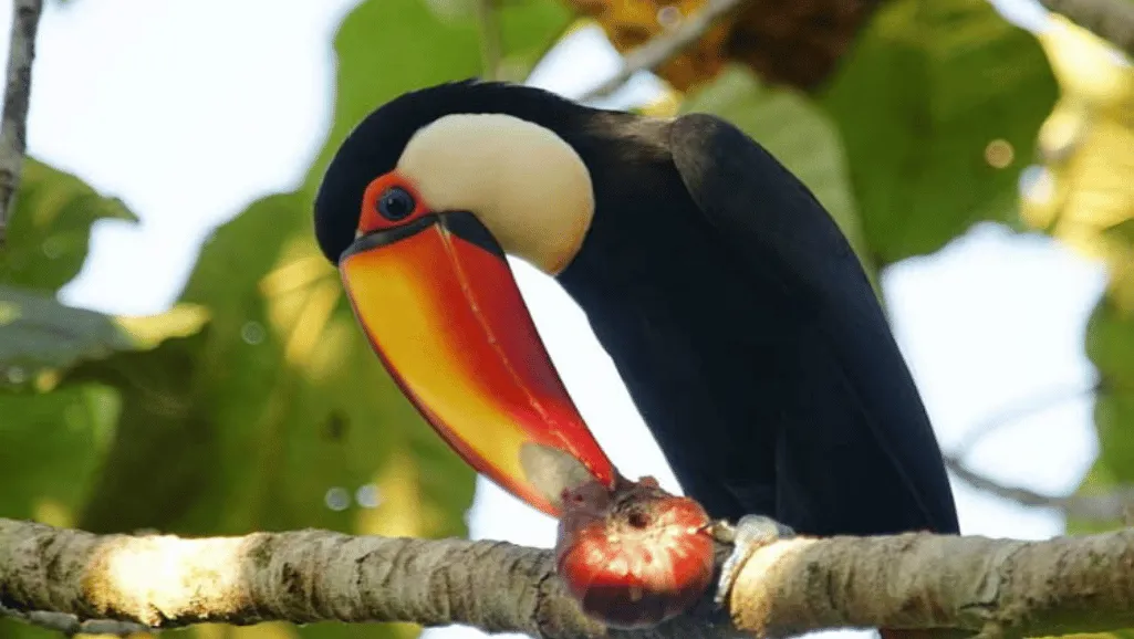 high quality toucan nutrition