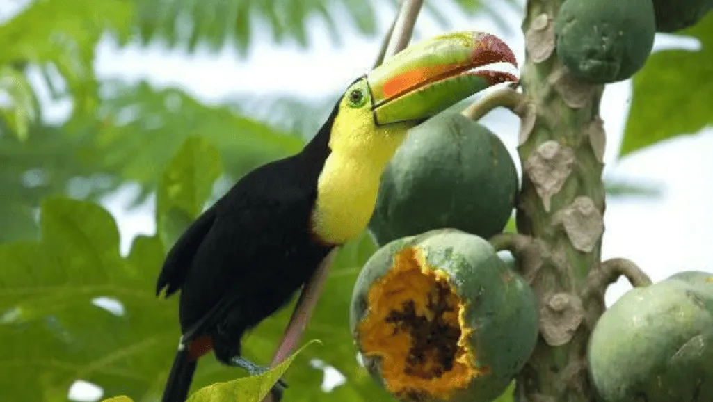 high-quality toucan nutrition