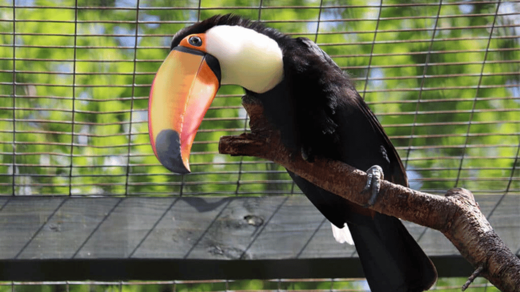 infections in toucans