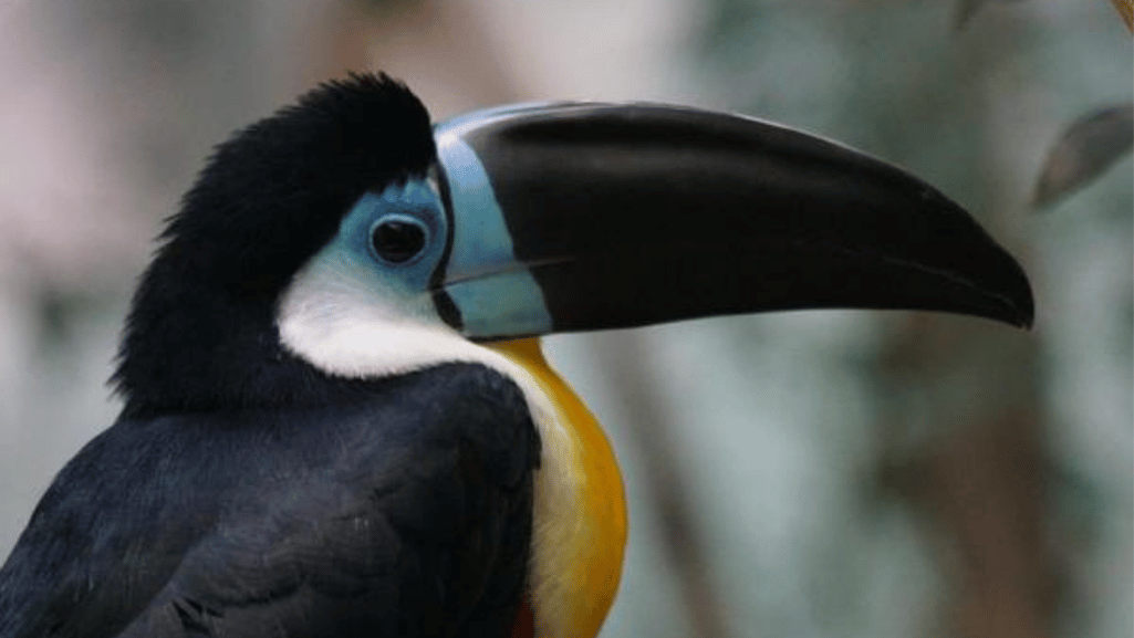 toucan diet